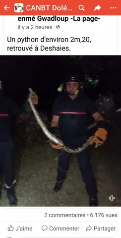 Un python d'environ 2m20 retrouvé à Deshaies
